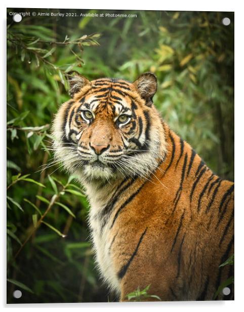Tiger portrait  Acrylic by Aimie Burley