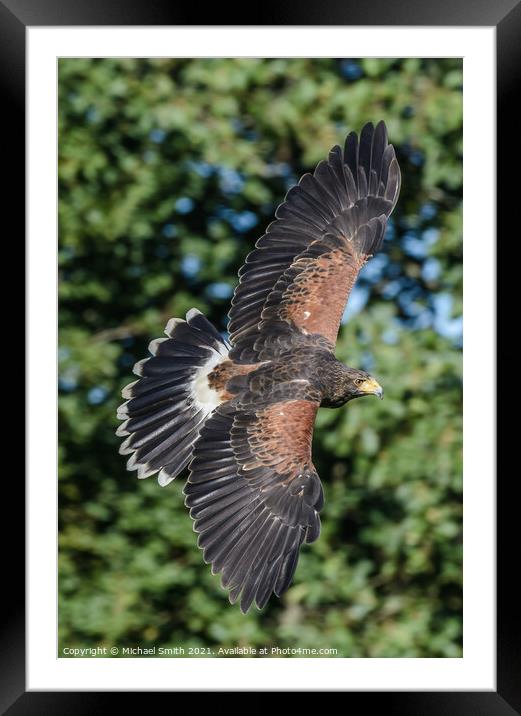 Free flight Framed Mounted Print by Michael Smith