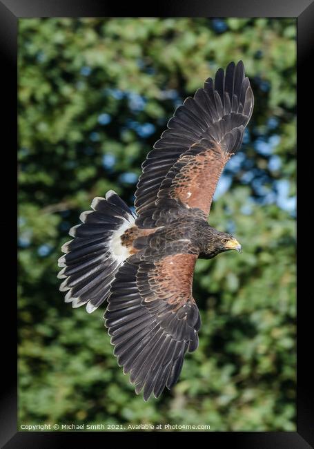 Free flight Framed Print by Michael Smith