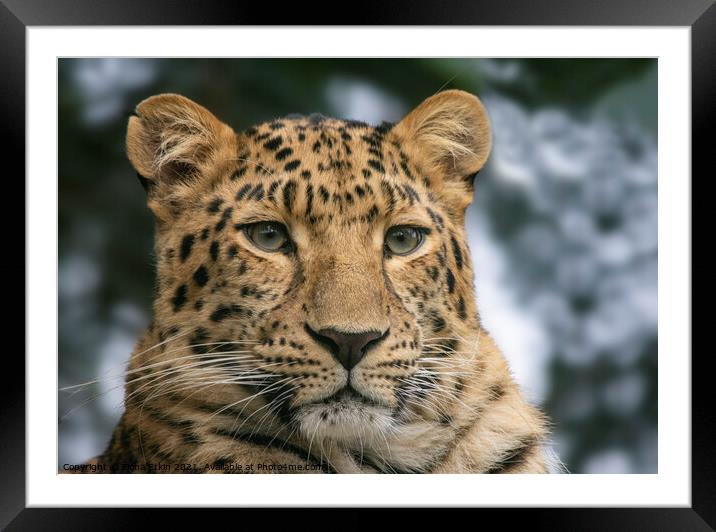 Amur Leopard Portrait Framed Mounted Print by Fiona Etkin