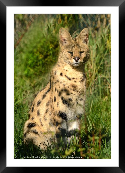 Lynx Framed Mounted Print by Michael Smith