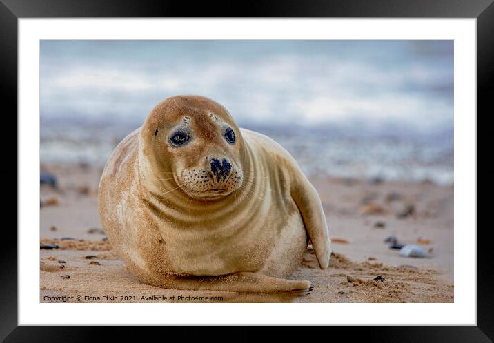Grey Seal on the beach Framed Mounted Print by Fiona Etkin