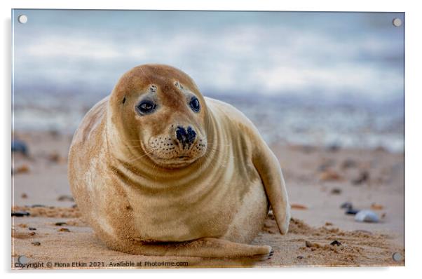 Grey Seal on the beach Acrylic by Fiona Etkin