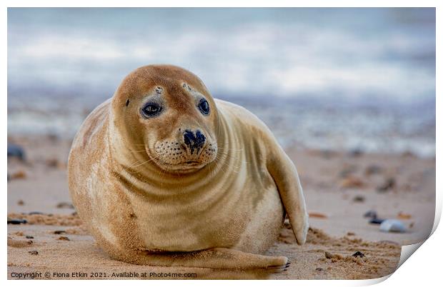 Grey Seal on the beach Print by Fiona Etkin