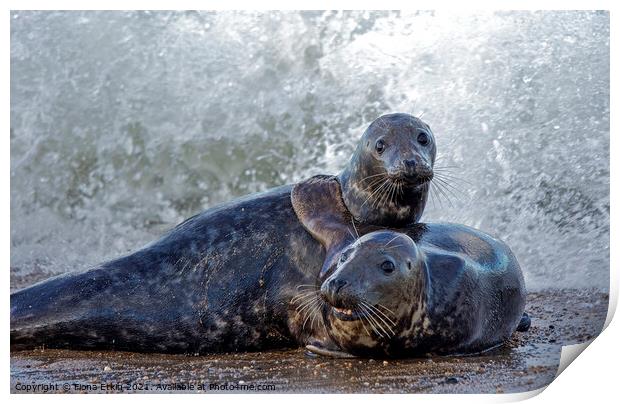  seals embracing the waves Print by Fiona Etkin