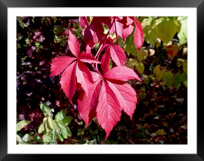 Red autumn leaves Framed Mounted Print by Stephanie Moore