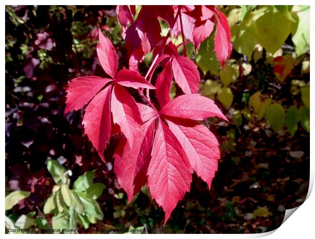 Red autumn leaves Print by Stephanie Moore