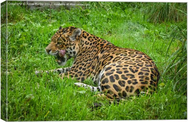 Jaguar licking his lips Canvas Print by Aimie Burley