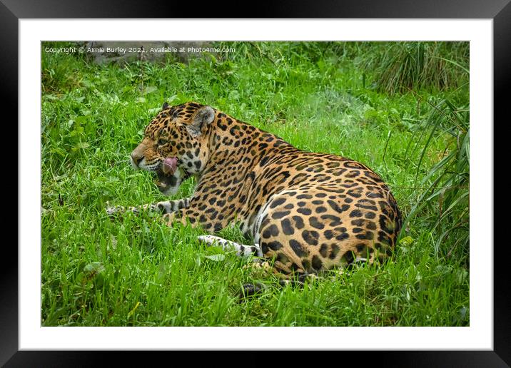 Jaguar licking his lips Framed Mounted Print by Aimie Burley