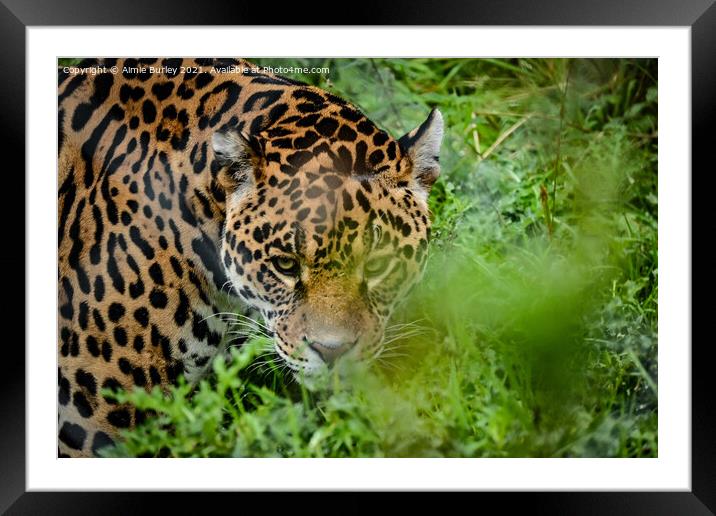 Jaguar stalking Framed Mounted Print by Aimie Burley