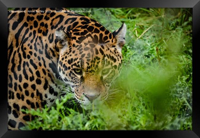 Jaguar stalking Framed Print by Aimie Burley