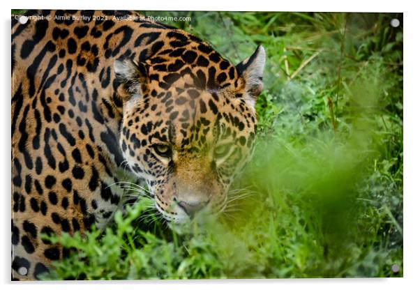 Jaguar stalking Acrylic by Aimie Burley