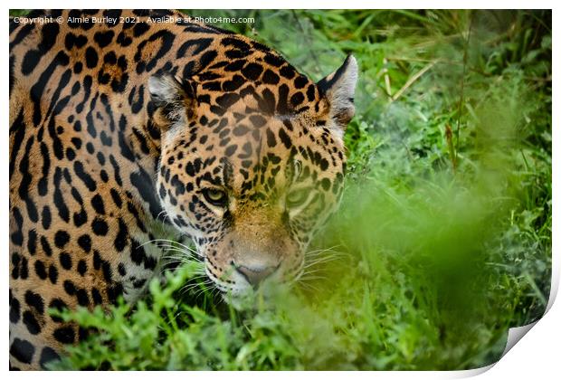 Jaguar stalking Print by Aimie Burley