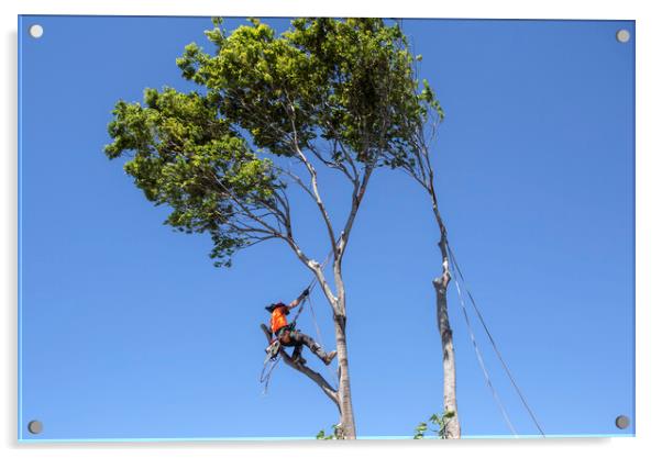 Man cutting down a big tree Acrylic by Antonio Ribeiro