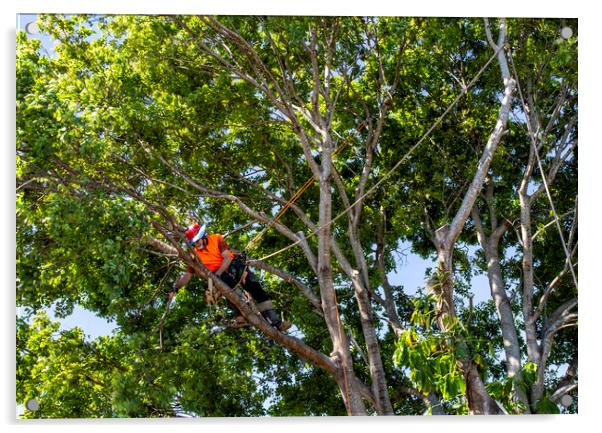 Man cutting down a big tree Acrylic by Antonio Ribeiro
