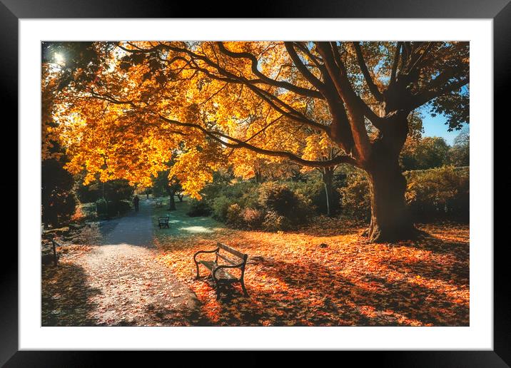 Autumn Trees Framed Mounted Print by Alison Chambers