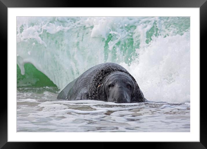 Grey Seal in the Surf Framed Mounted Print by Arterra 