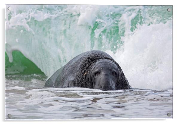 Grey Seal in the Surf Acrylic by Arterra 