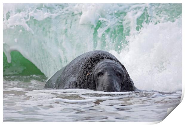 Grey Seal in the Surf Print by Arterra 