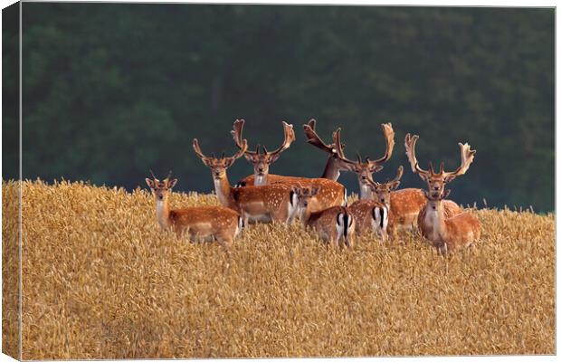 Fallow Deer Bucks in Wheat Field Canvas Print by Arterra 