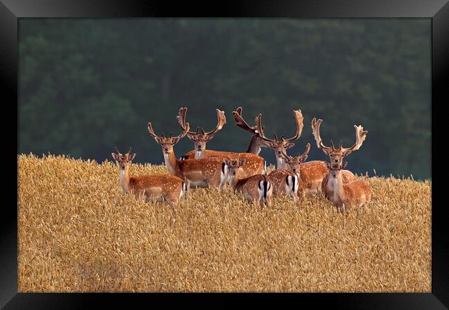 Fallow Deer Bucks in Wheat Field Framed Print by Arterra 