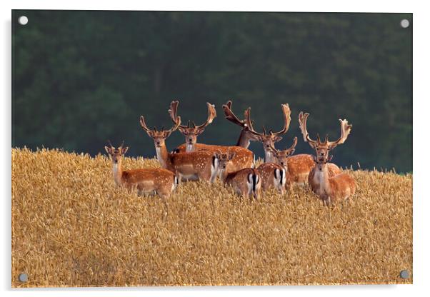 Fallow Deer Bucks in Wheat Field Acrylic by Arterra 