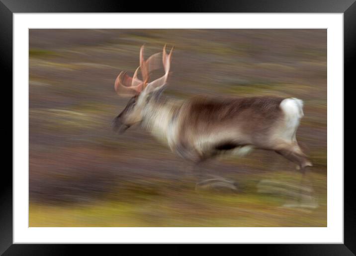 Running Reindeer Abstract Framed Mounted Print by Arterra 