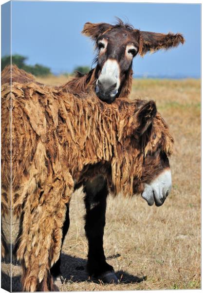 Two Poitou Donkeys Canvas Print by Arterra 