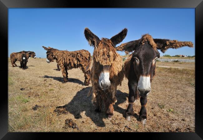 Poitevin Donkeys at Ile de Ré Framed Print by Arterra 