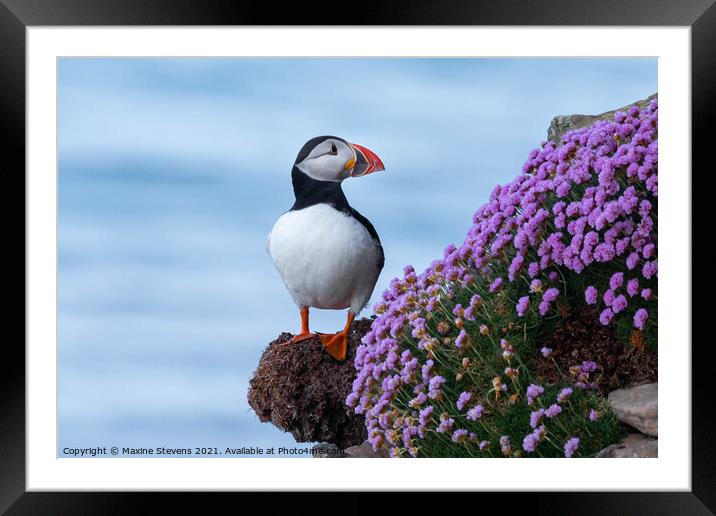 Puffin Framed Mounted Print by Maxine Stevens