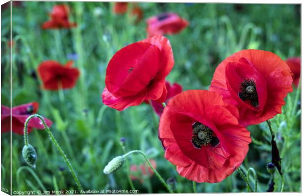 English Red Poppies Canvas Print by Jim Monk