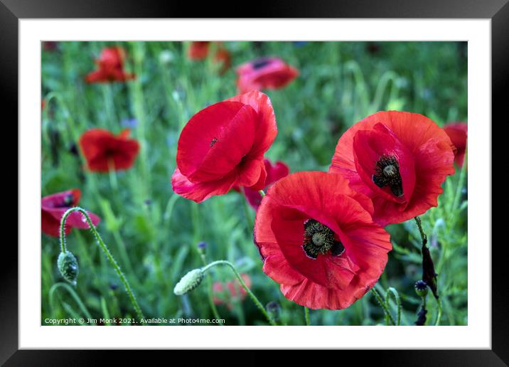 English Red Poppies Framed Mounted Print by Jim Monk