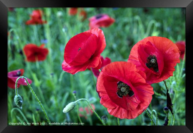 English Red Poppies Framed Print by Jim Monk
