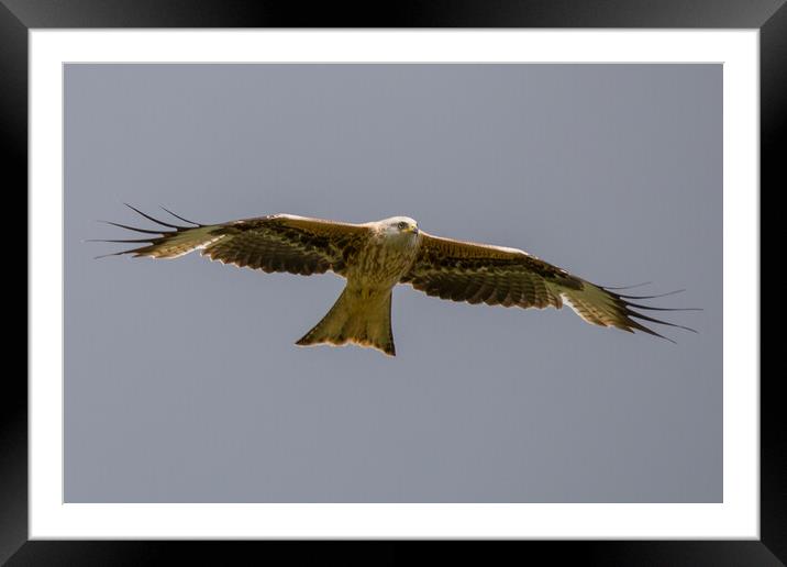Red Kite Framed Mounted Print by Christopher Stores