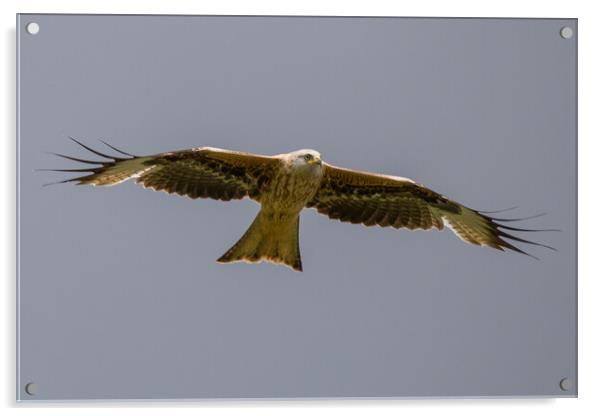 Red Kite Acrylic by Christopher Stores
