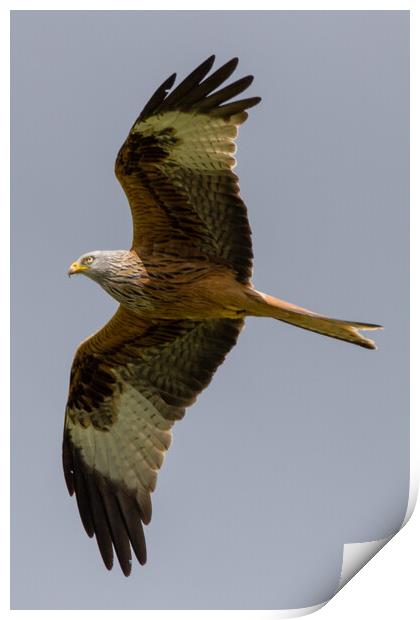 Red Kite Print by Christopher Stores