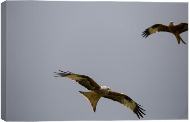 Red Kite Canvas Print by Christopher Stores