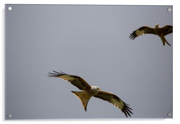 Red Kite Acrylic by Christopher Stores