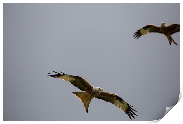 Red Kite Print by Christopher Stores