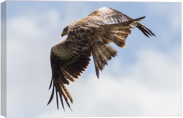 Red Kite Canvas Print by Christopher Stores