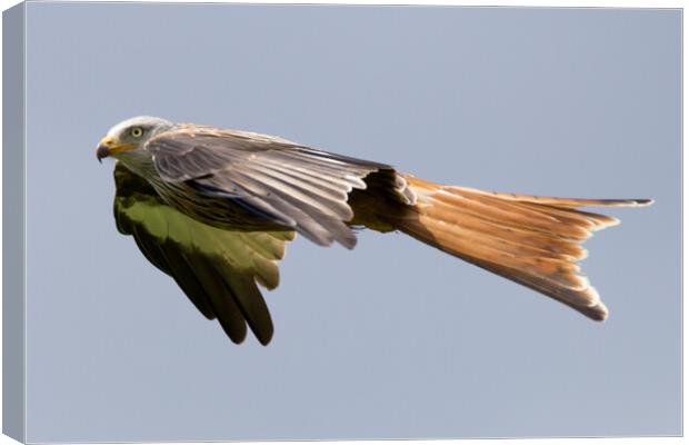 Red Kite Canvas Print by Christopher Stores