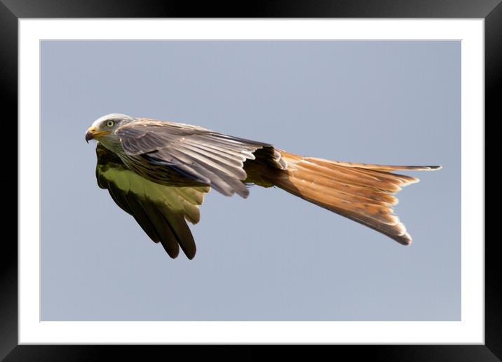 Red Kite Framed Mounted Print by Christopher Stores