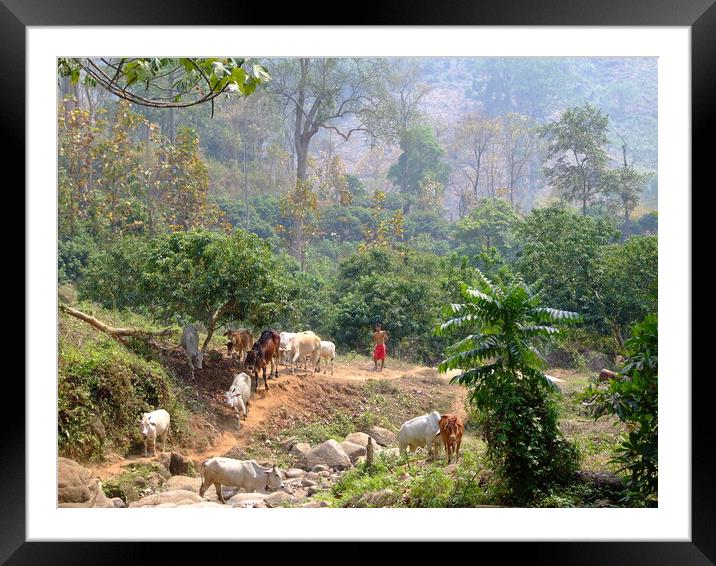 Herding Cattle in the jungles of Thailand Framed Mounted Print by Christopher Stores