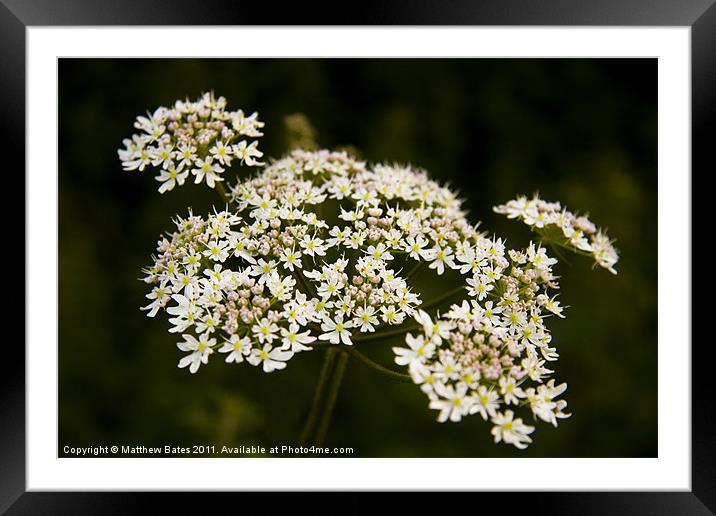 Cow Parsley Framed Mounted Print by Matthew Bates