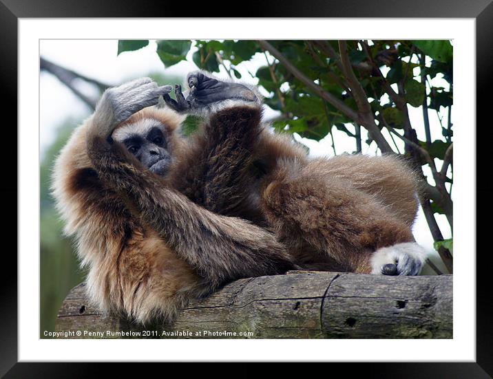 how many toes do I have ? Framed Mounted Print by Elouera Photography
