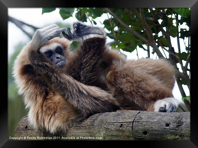 how many toes do I have ? Framed Print by Elouera Photography