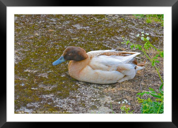 A duck in a body of water Framed Mounted Print by Philip Gough