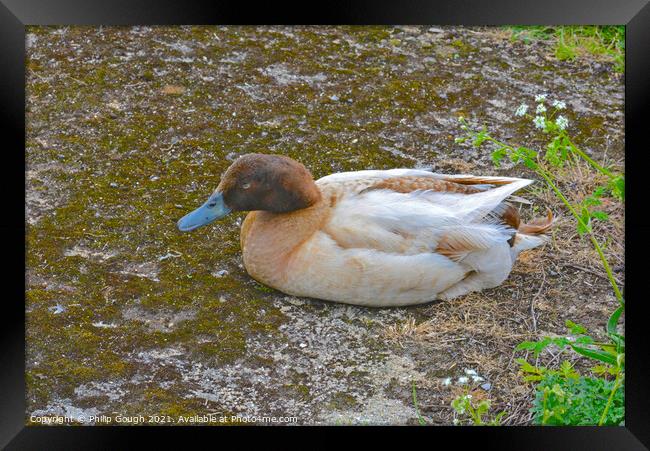 A duck in a body of water Framed Print by Philip Gough