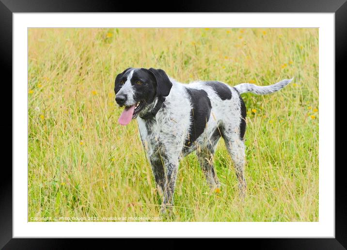 A dog standing on top of a grass covered field Framed Mounted Print by Philip Gough