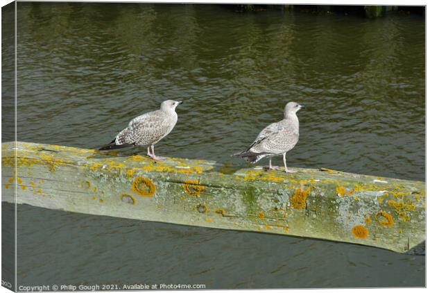Two birds on a wooden bar in the Harbour. Canvas Print by Philip Gough